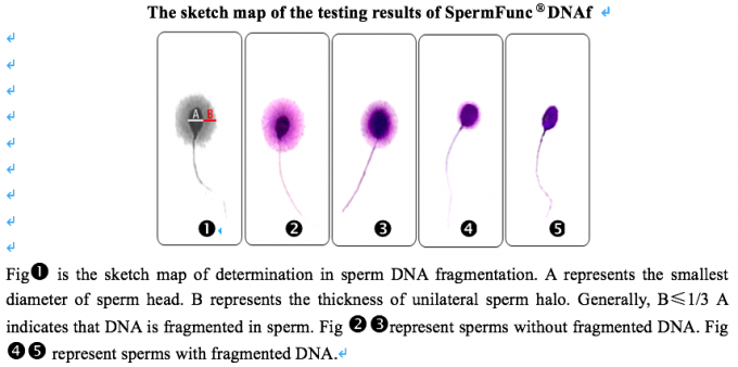 sperm in Multiple dna