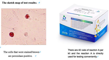 Semen Leukocytes Test Kit Peroxidase Staining 40T/Kit Sperm Function Test Kit